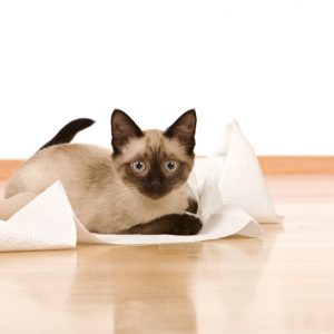 Kitten with paper