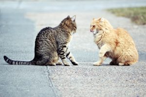 Fighting cats