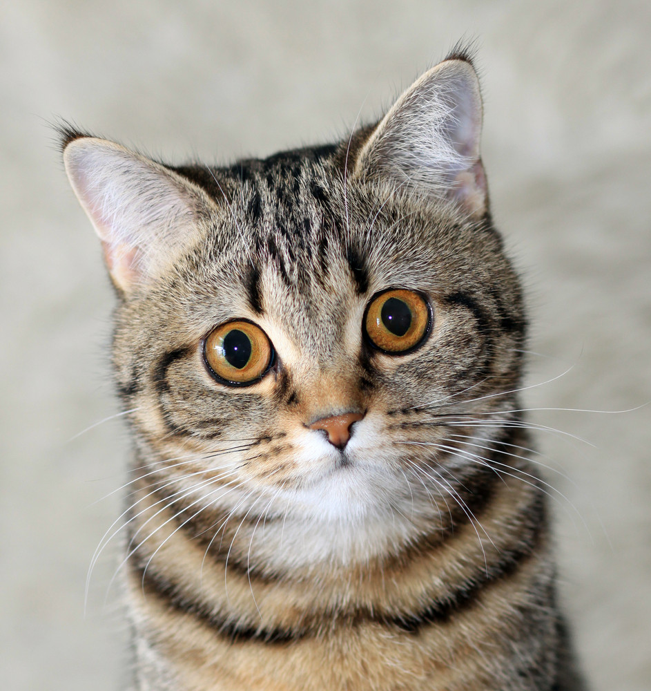 Grey cat with orange eyes