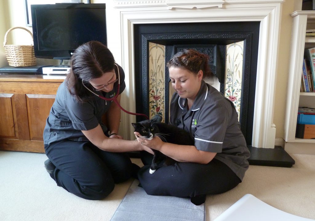 About Us The Cat Doctor