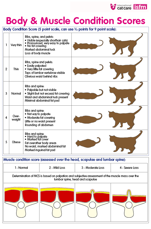 Is my cat overweight? 5 Ways to make sure your cat is a healthy weight