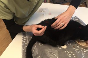 Aaliyah having dinner during her acupuncture session