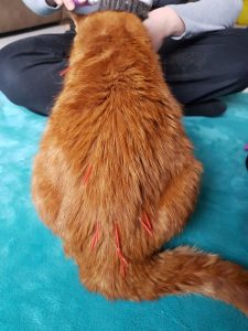 Thor with acupuncture needles in his back