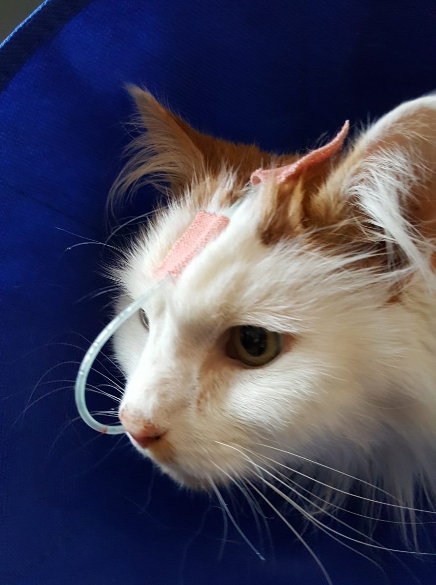 Pancreatitis The Cat Doctor