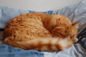 A sleeping cat