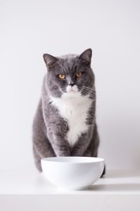 Cat with food bowl