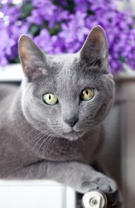 Cat on radiator