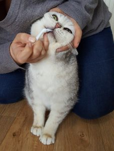 Casper brushing his teeth