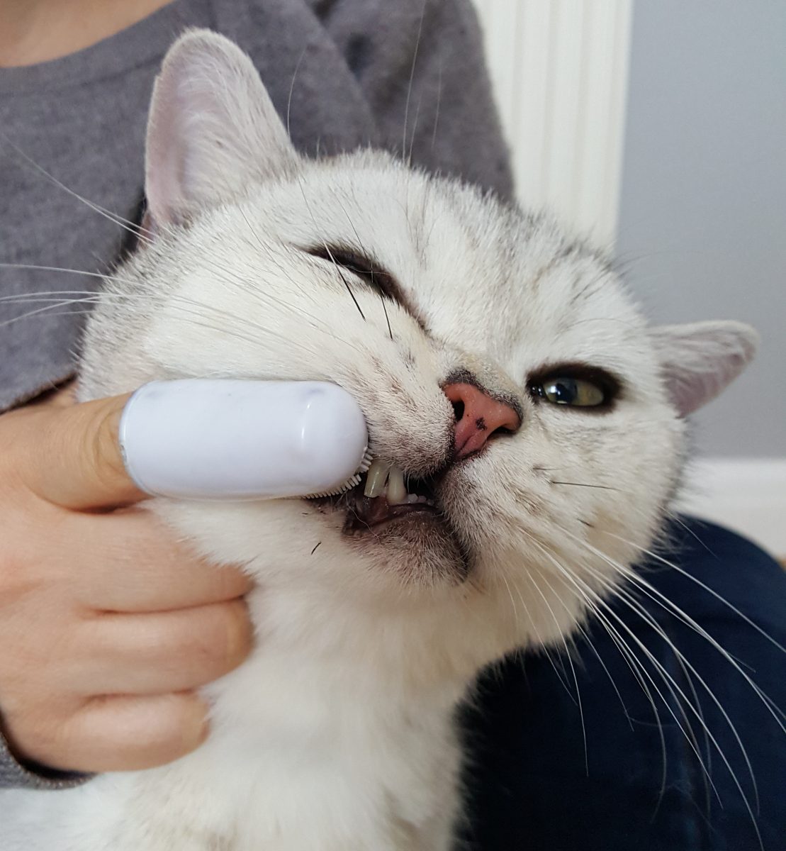 Cat getting 2025 teeth brushed