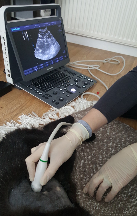 Ultrasound at home