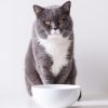 Cat at food bowl