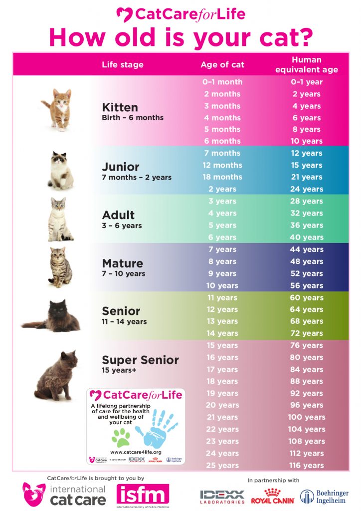 Feline Life Stages – The Cat Doctor