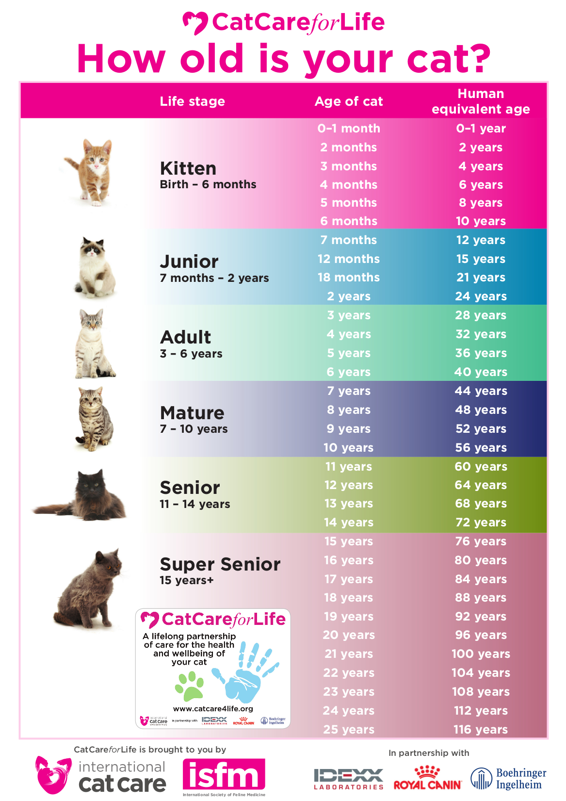 Cat Life Cycle Stages - Rezfoods - Resep Masakan Indonesia