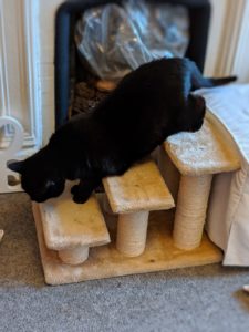 Bertie on his steps