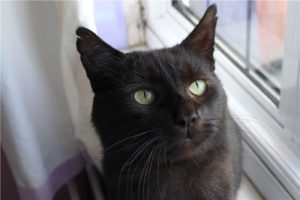 Jack on the windowsill