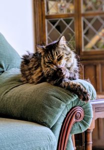 Maisy on the sofa