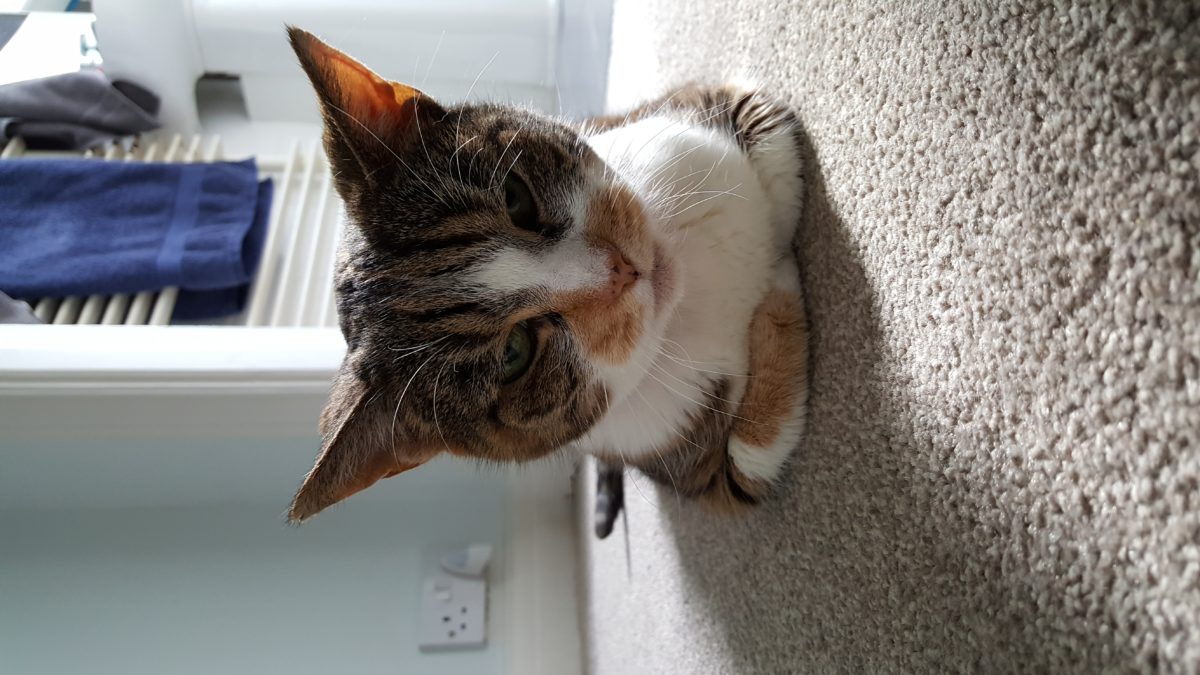 Geriatric Cats The Cat Doctor