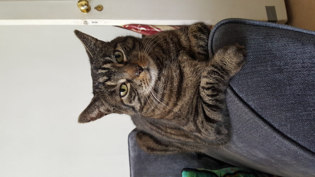 Senior Cats The Cat Doctor