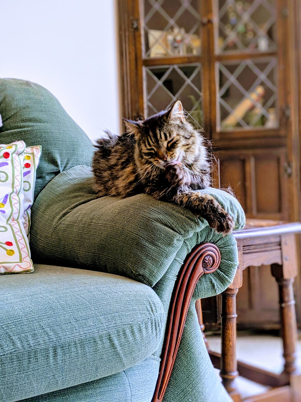 Geriatric Cats The Cat Doctor