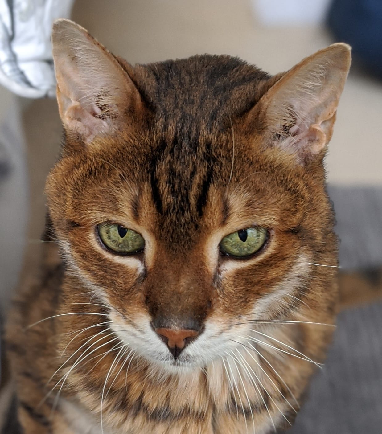 Senior Cats – The Cat Doctor