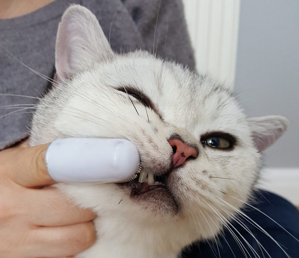 cat having teeth brushed