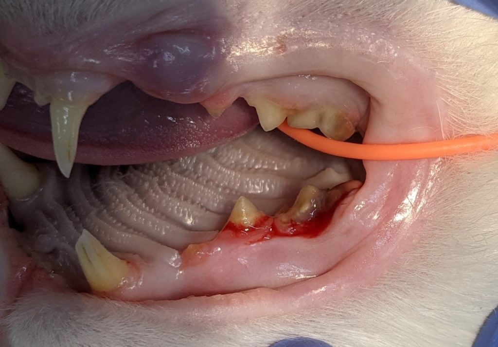 Teeth with tartar